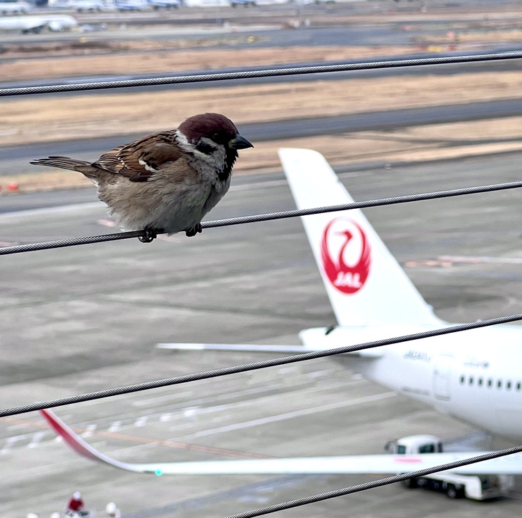 ✈️A350の鶴丸とぷくっぷくの可愛いすずめちゃん✈️