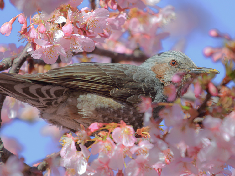 スーさんさん 春の鳥 ヒヨドリ 梅や桜の