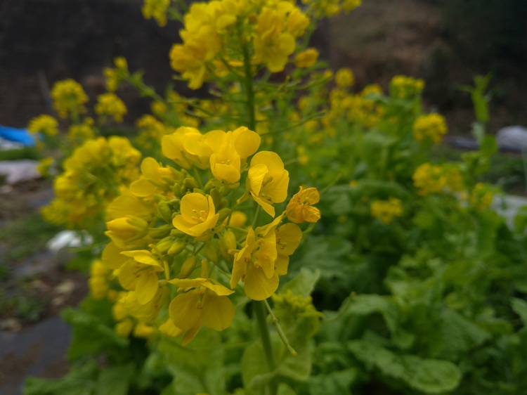 Kirkwoodさん 春色 秋植えの大根は花が咲