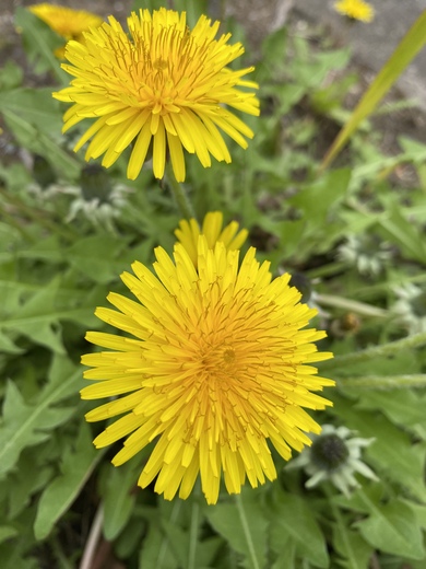 ミルミルさん 公園の近くに春の野草 たん