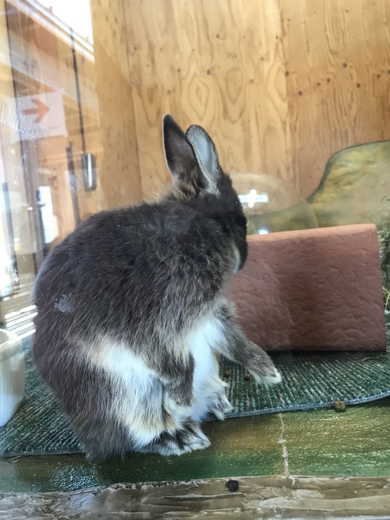 V太郎さん 新潟市 鳥屋野潟公園 動物ふれあいセンターの発見レポ