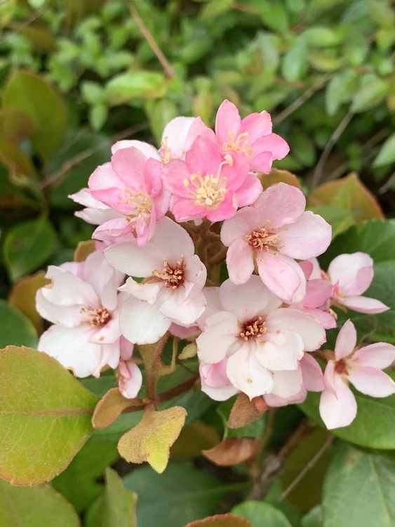 キティちゃんさん 5月の連休頃に咲く生垣の花