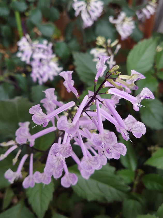 武蔵野次郎さん 花華を好きになったキッカケ