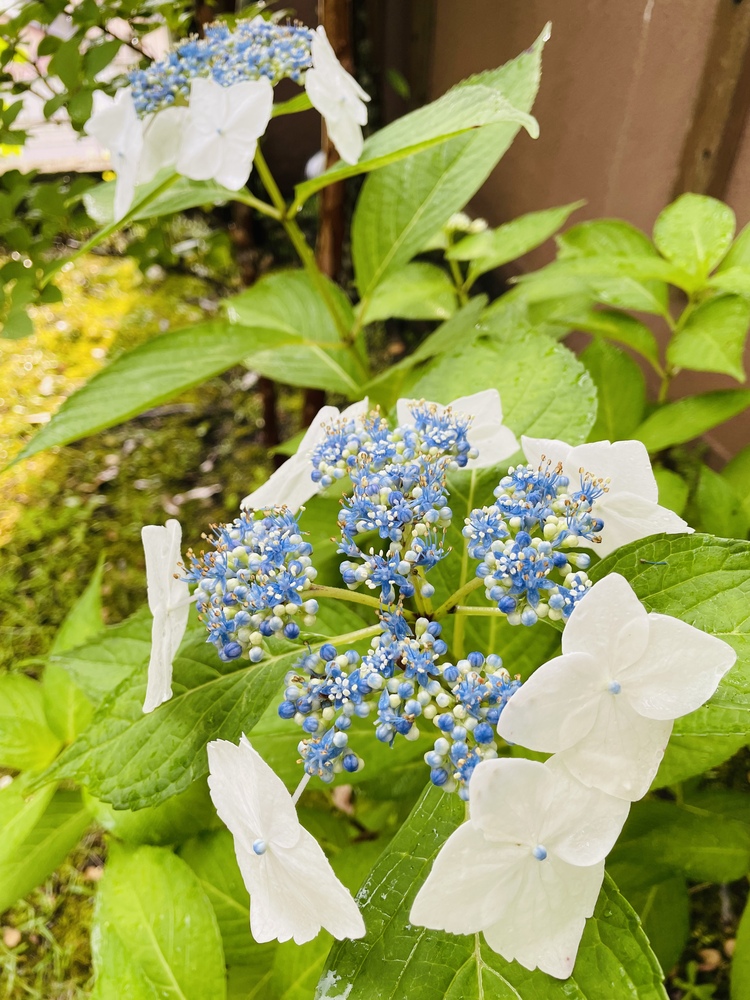 Mojohandさん ガクアジサイ 額紫陽花