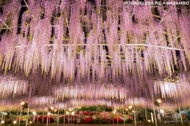 Jp Travelerspicさん あしかがフラワーパーク Ashikaga Flower Parkの発見レポ