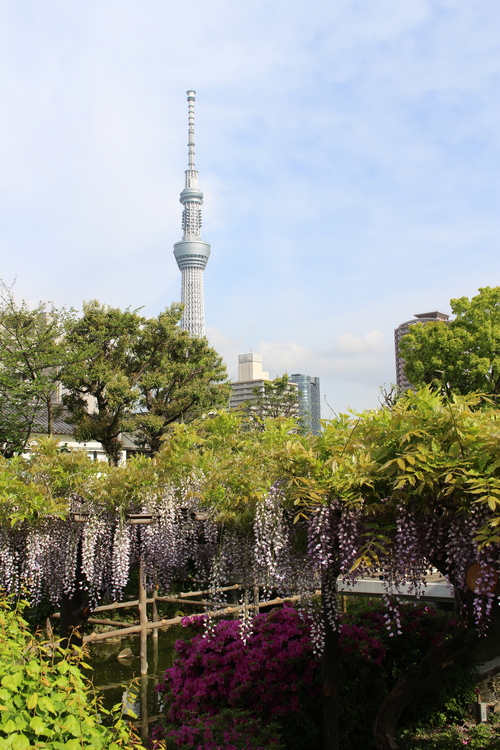 Laniさん 亀戸天神社の発見レポ