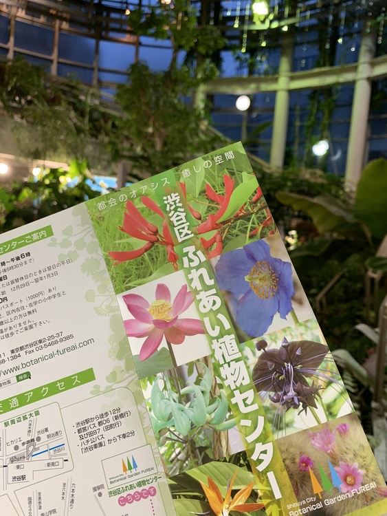 キティちゃんさん 渋谷区ふれあい植物センターの発見レポ