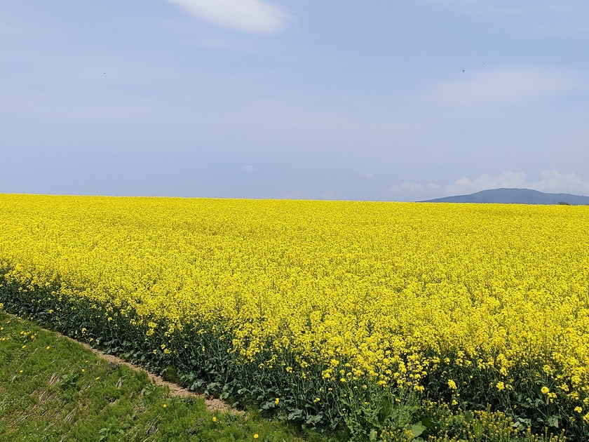 Metsa24さん たきかわ菜の花まつりの発見レポ