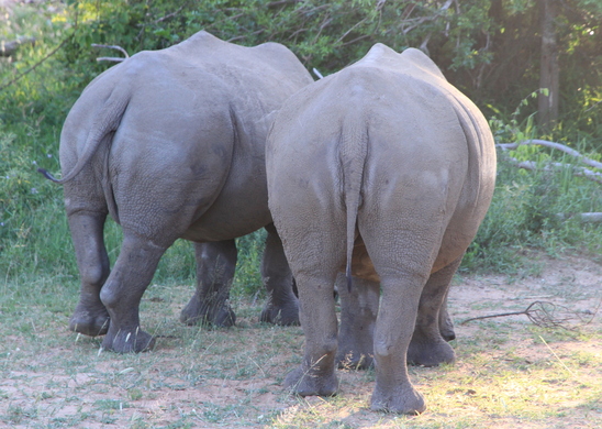 人生旅の途上さん Sabi Sand Wildtuin Gateの発見レポ