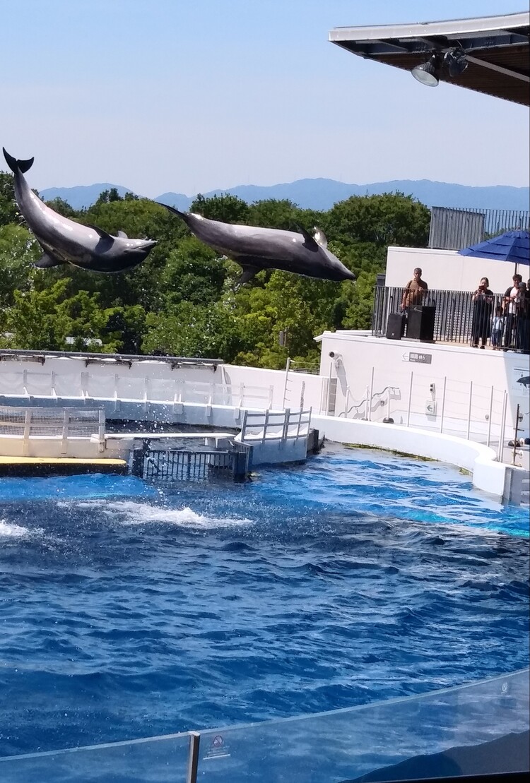 Nakachan Vさん 京都水族館 Kyoto Aquarium の発見レポ