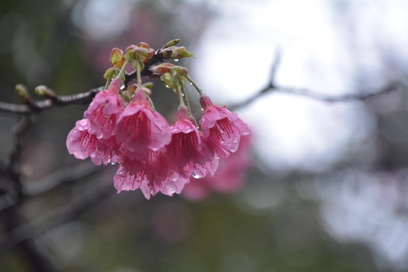 nuinui23さん・関東では寒緋桜と呼ぶ早咲き