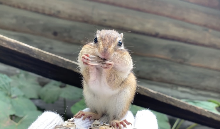 Nanaco さん オホーツク シマリス公園の発見レポ