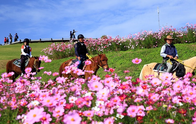 Ichi 愛犬家トラベラーさん あわじ花さじきの発見レポ