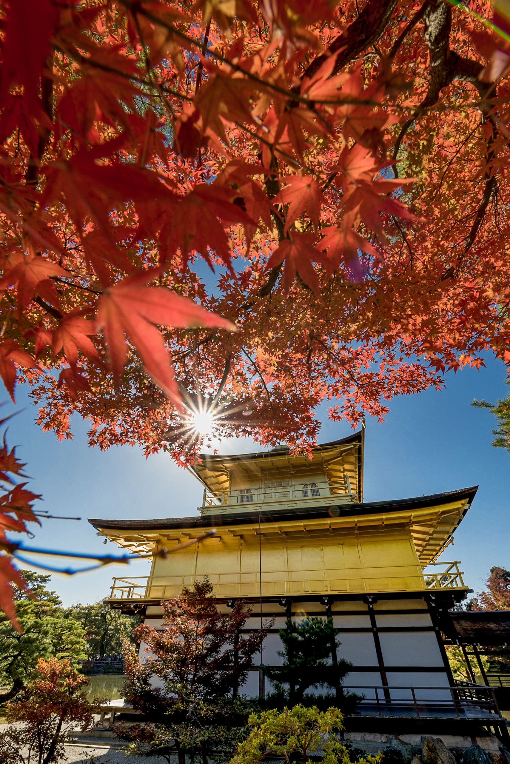 sakura.hillさん・京都の秋🍁金閣寺でも紅葉が