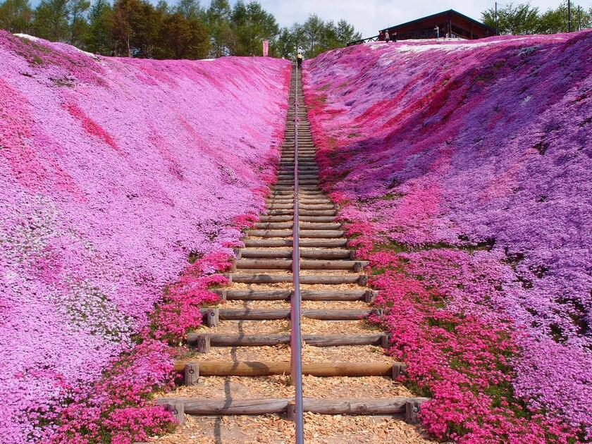 Jasさん 東藻琴芝桜公園の発見レポ