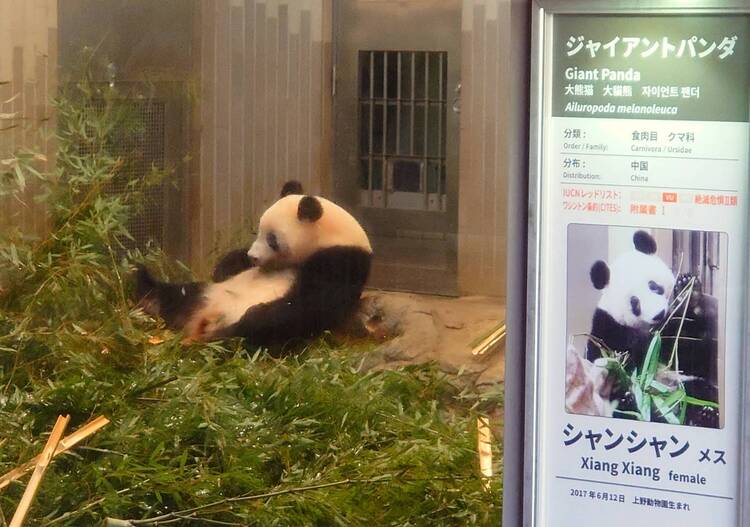 Xiangrun しゃんるん さん 恩賜上野動物園の発見レポ