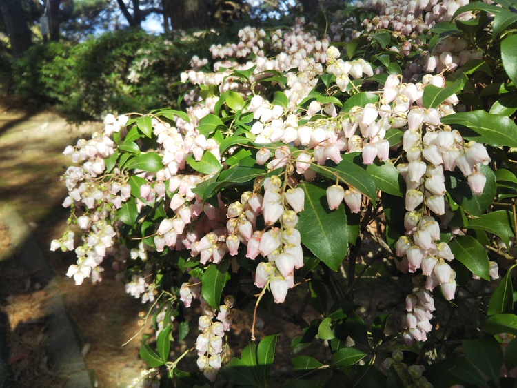 Momiさん 春日公園の発見レポ