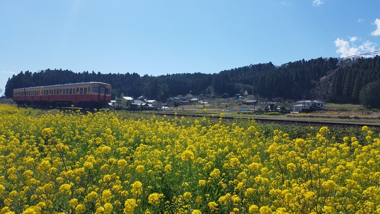 Inf さん 石神名所 菜の花畑の発見レポ