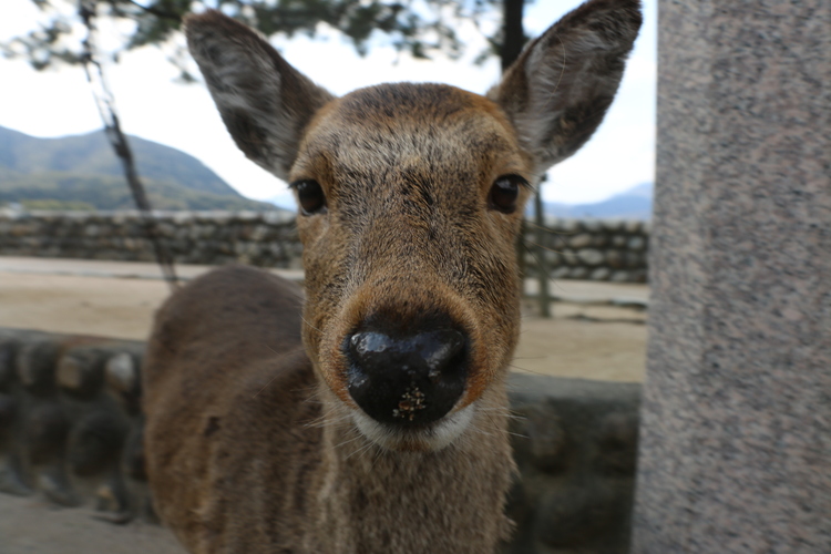 さいたまんちゅさん またまた広島県宮島の鹿さん