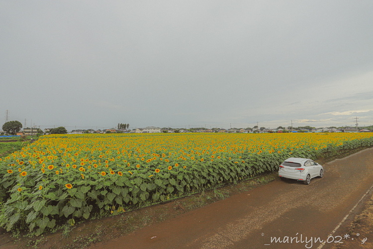 Marilyn 02さん 栃木県野木町のひまわり畑