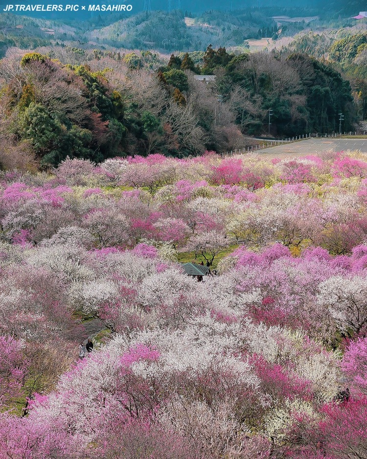 Jp Travelerspicさん いなべ市梅林公園の発見レポ