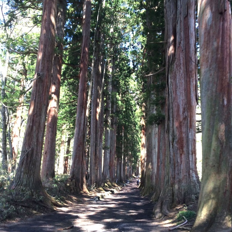 なえさん 戸隠神社 奥社の発見レポ