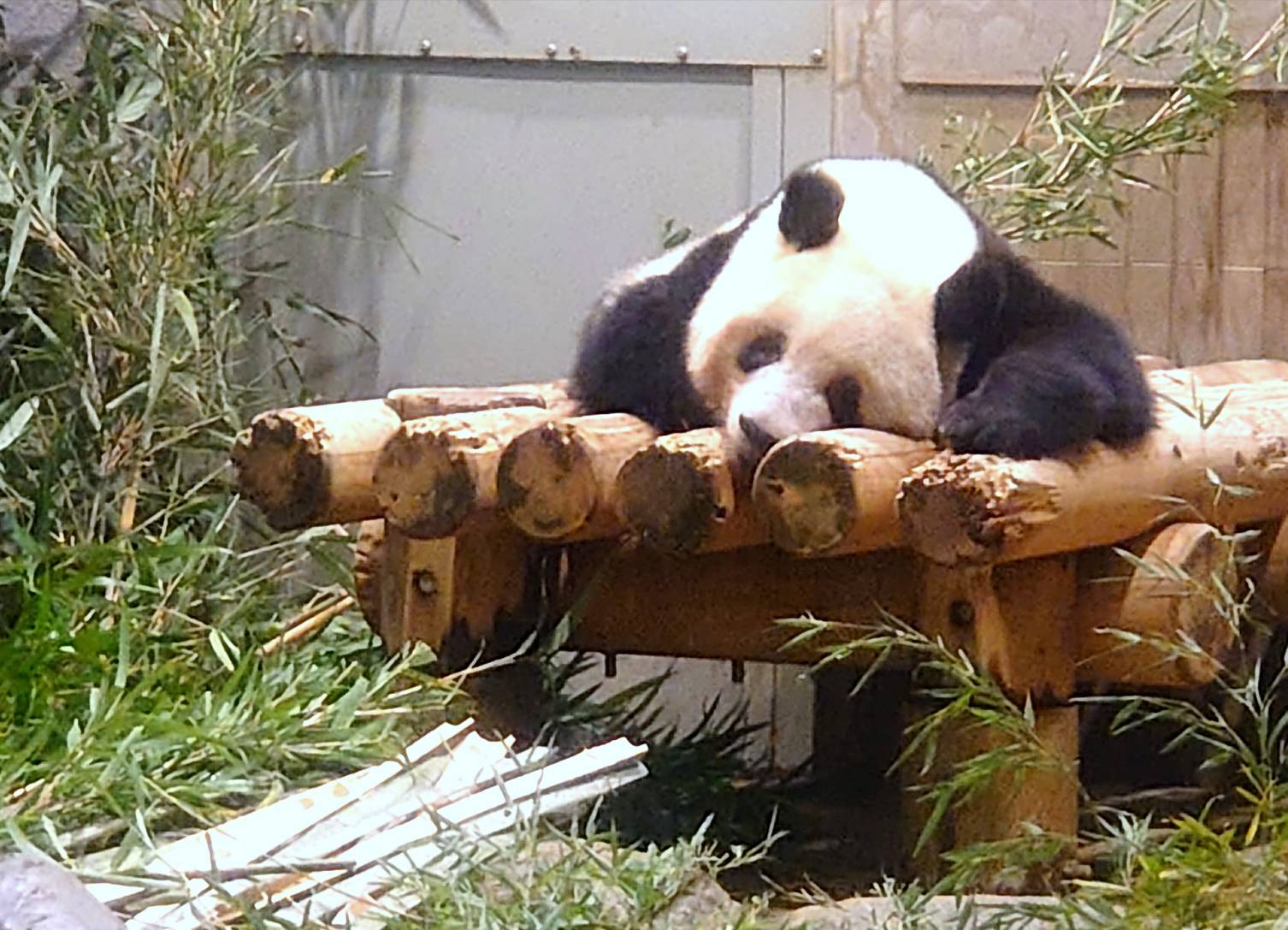 Xiangrun(しゃんるん)さん・上野動物園の発見レポ