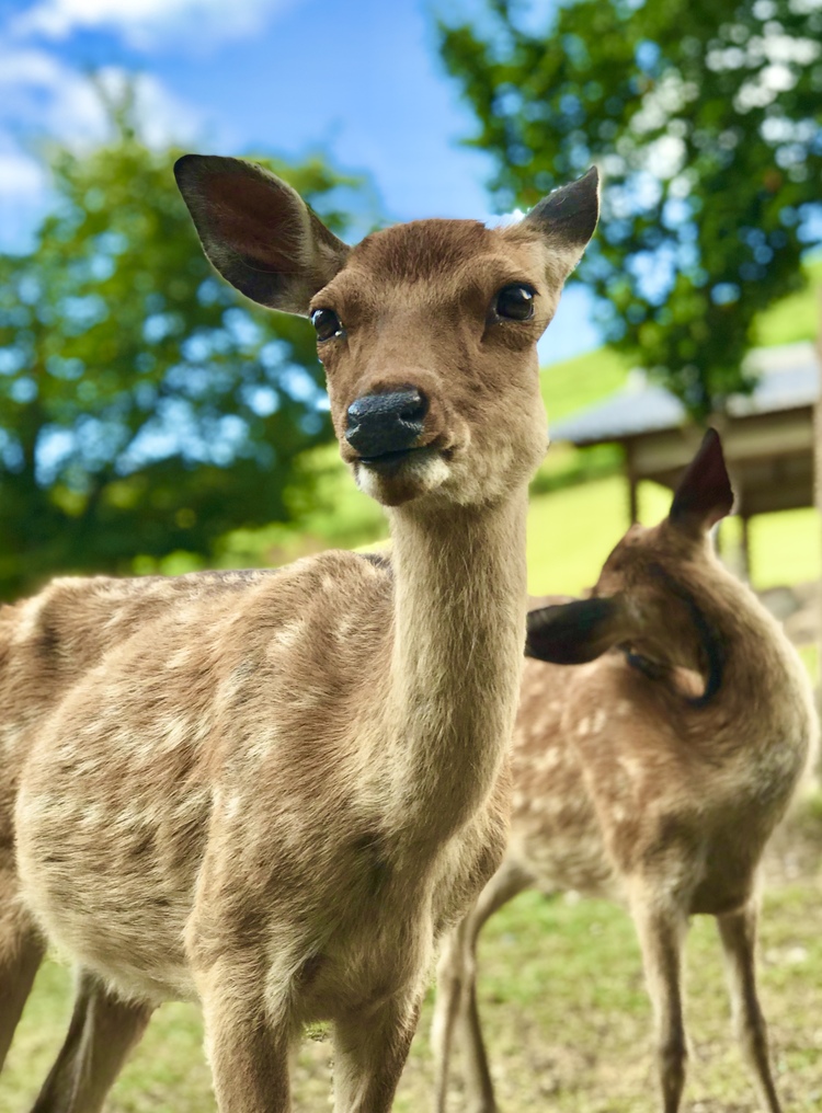 Terumiyさん 奈良公園を散策中 近づいて