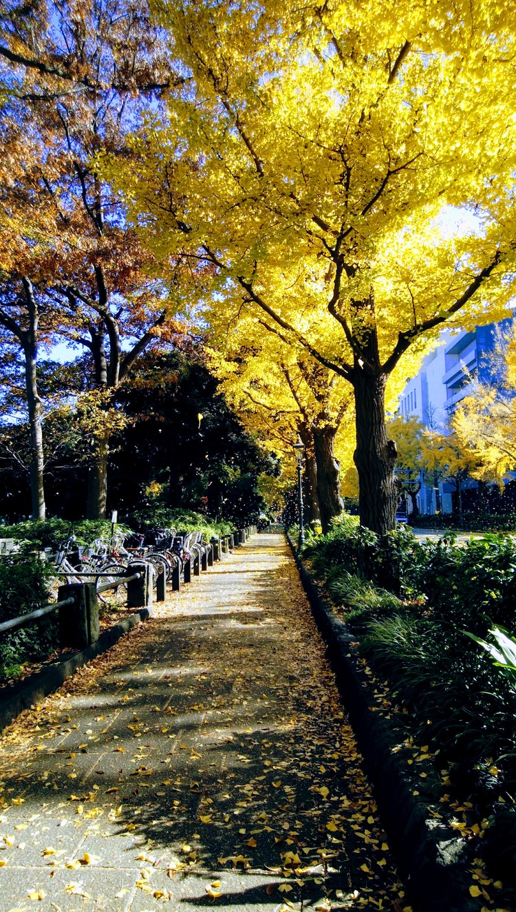 Shandy 退会者 さん 横浜 山下公園の発見レポ