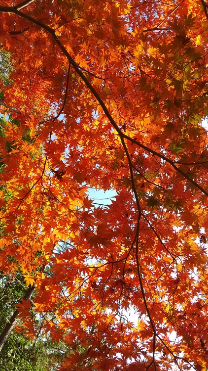 Sakurakoさん 今日は高槻市の摂津峡へ紅葉