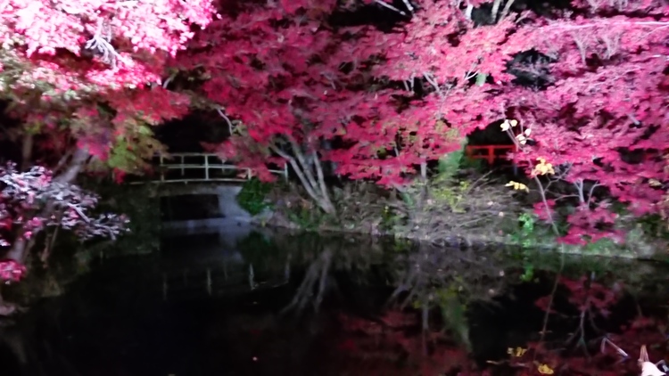 頑張れjalさん 京都府立植物園の紅葉です