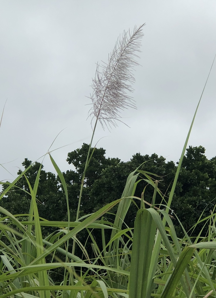 す さん サトウキビの花 ススキ